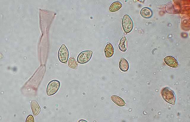 Galerina spec. DSCN 9169